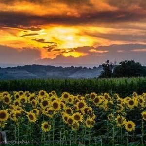 Meet your Posher, Michele